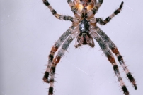  Une peire diadme (Araneae - Araneidae - Araneus diadematus)